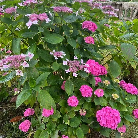 Vakantiehuis Casa En 5 Y 2 Plantas *