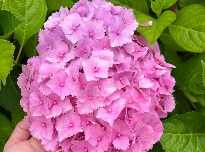 Holiday home Casa En 5 Y 2 Plantas *